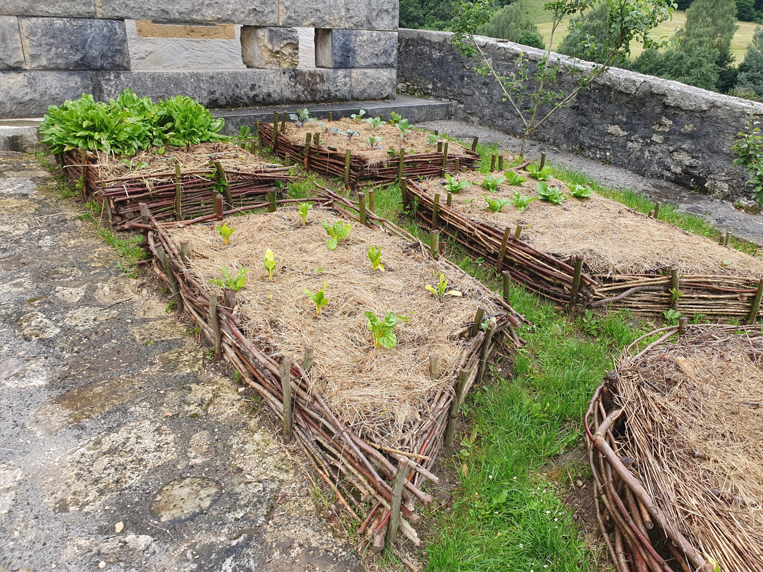 Jardins médiévaux en carrés avec légumes.